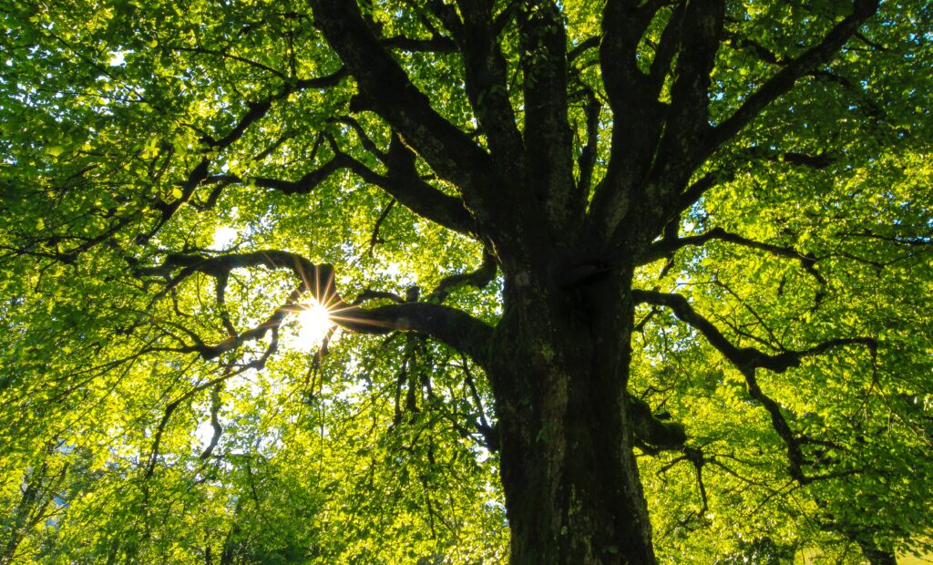 Scuola Soglian – Festa dell’Albero