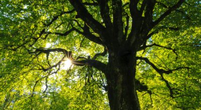 Scuola Soglian – Festa dell’Albero