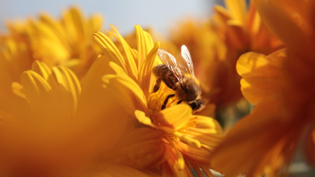 Giornata mondiale delle api e della biodiversità – Green School scuola Speranza